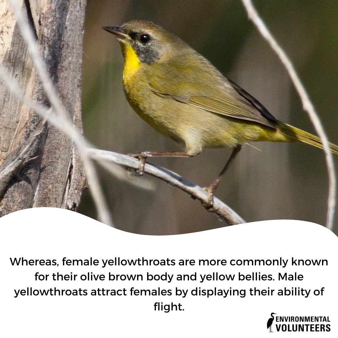 Meet the enchanting Common Yellowthroat! Don’t let their name fool you, these feathered wonders are pure magic. Keep your eyes peeled for them the next time you are at the Baylands! #EcoCenter #EnvironmentalVolunteers #FunFactFridays