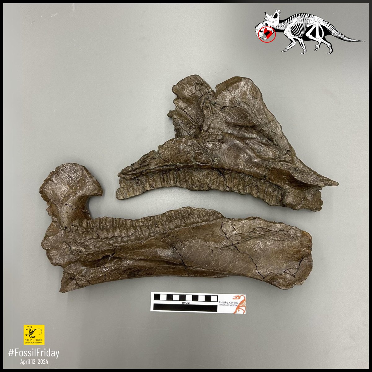 #FossilFriday These two fossils are a Pachyrhinosaurus maxilla and dentary, which are the upper and lower jaws. The grooved tooth sockets aligned, so as the jaws moved, the teeth sliced against each other like scissors. This ability to chew allowed Pachyrhinosaurs to thrive.