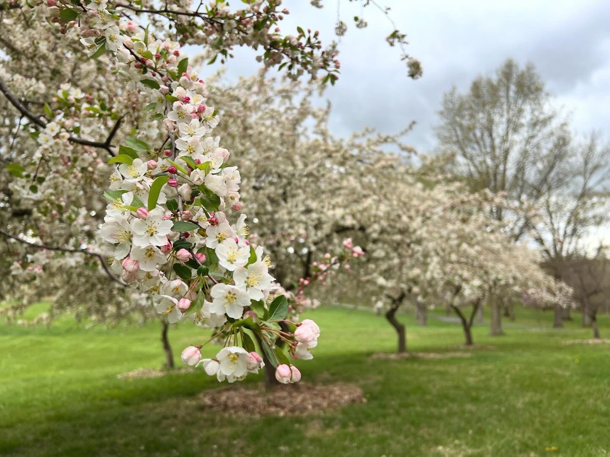 Spring at Purcell Park in #Harrisonburg. Happy Friday!