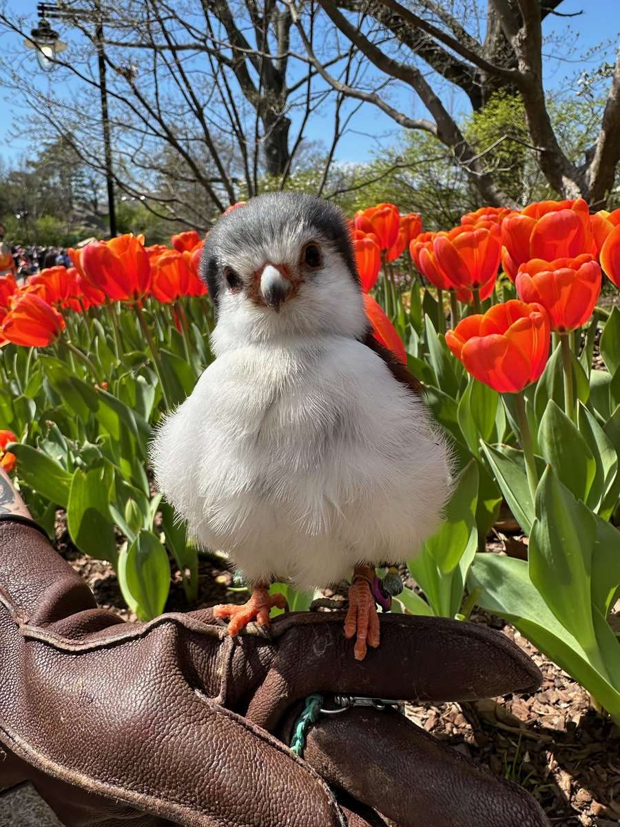 Tanzi admiring the Zoo Blooms! Though it is the smallest raptor in Africa, the African pygmy falcon is a powerful predator.