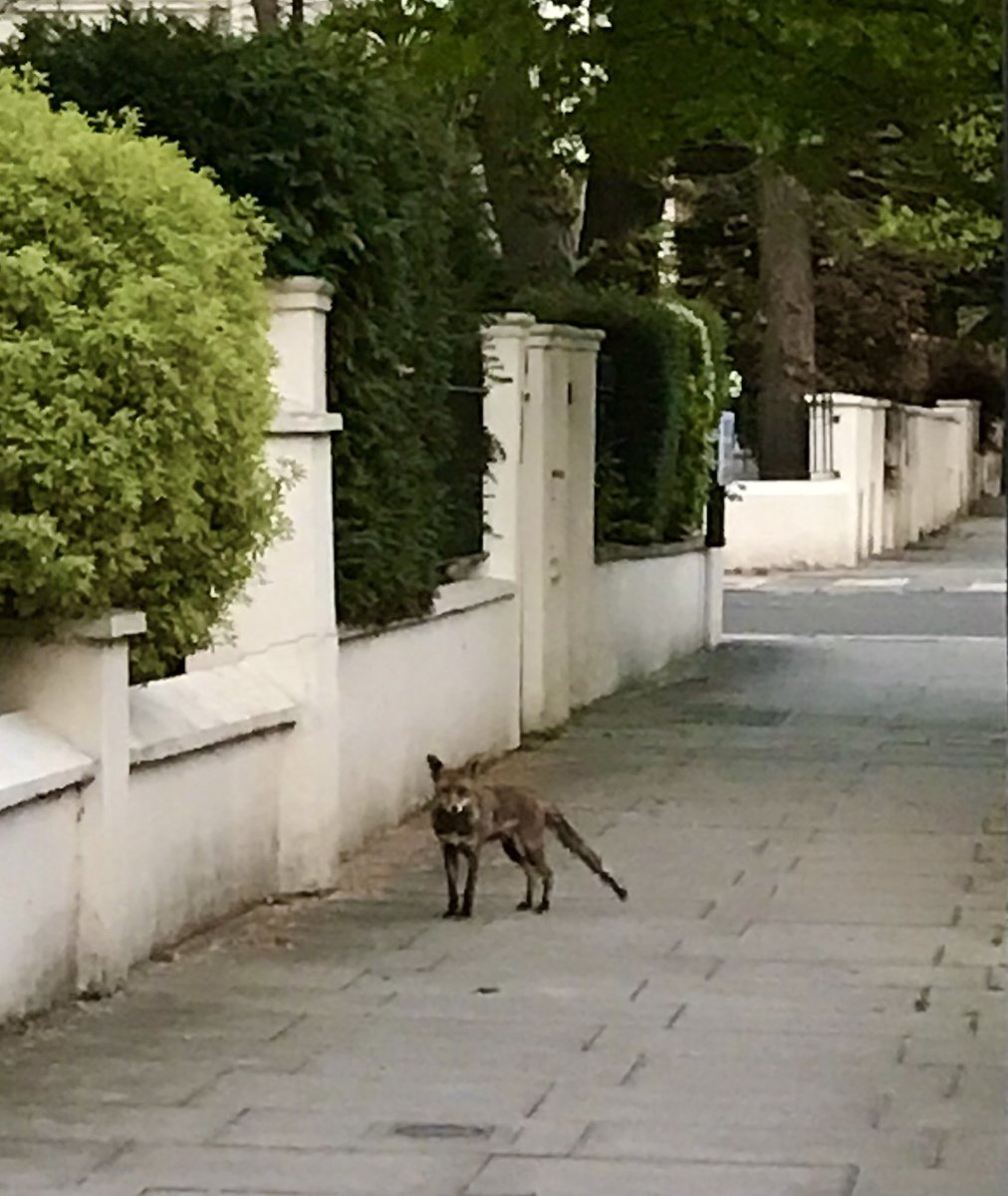 Fox out early this evening in Little Venice