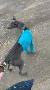 🆘12 APR 2024 #Lost WINTER #ScanMe Grey Lurcher Female near George and Dragon Pub #CastleAcre #WestNorfolk #A1065 could be in #EastLexham to #Sporle area) #PE32 doglost.co.uk/dog-blog.php?d…