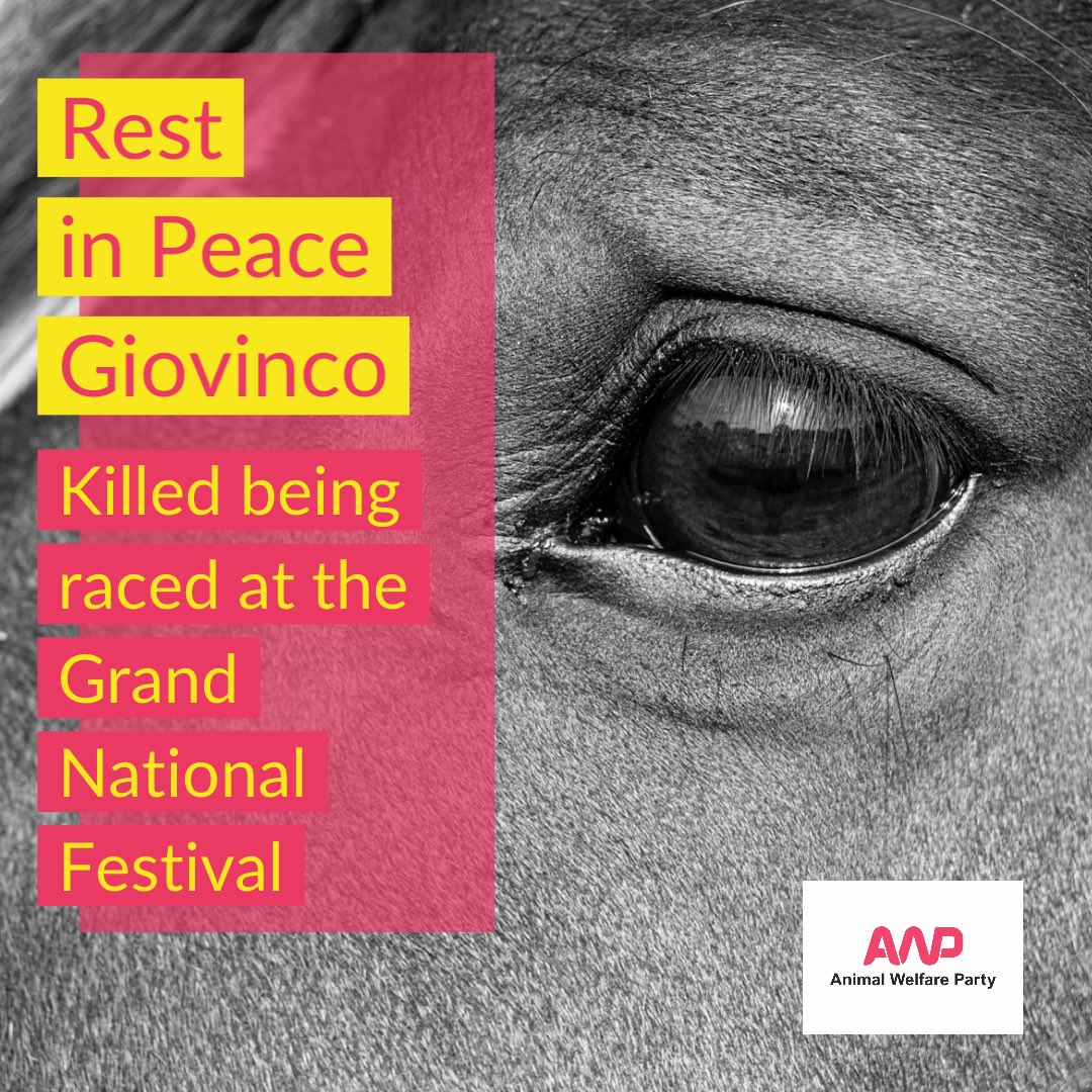 ◼️RIP Giovinco - your life mattered. 7 yr old dead after falling being raced at the #GrandNational2024 ‘Festival’. It’s a death that could have been easily predicted & easily prevented. This horrific animal abuse shames the UK & will one day be brought to an end. #youbettheydie