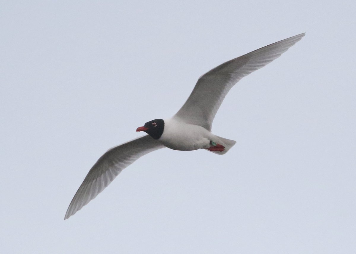 A flurry of new birds for my year list recently with LRP and Jay being seen today at Gibraltar Point taking me to 161 species for the year (and 210 points @PatchBirding ) Found this today after togging this Med Gull last night- green CR, no digits visible. Any ideas on scheme?