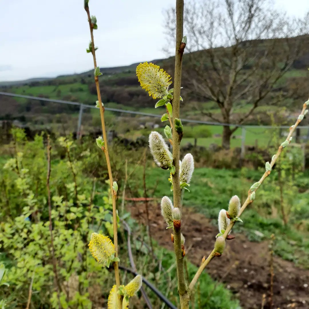 Lots of rain the last few months, making it difficult to move around the nursery with wheelbarrows of compost for prepping the beds. We had lots of broken stakes from site maintenance and embedded some of them into the muddy path so we could get on with the job, worked a treat👍