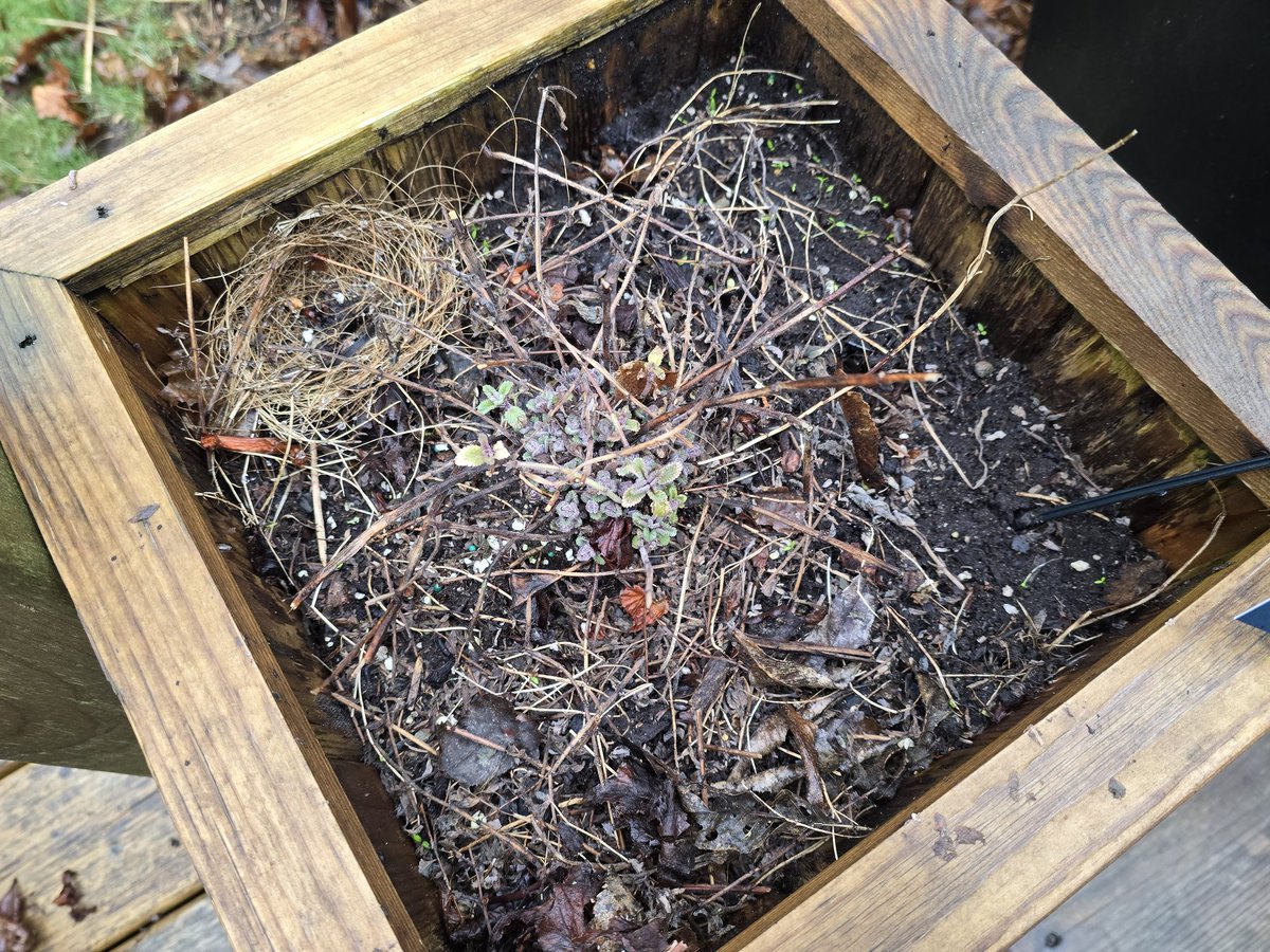 This surprise popped up when I was cleaning the lavender plant box... but no tenants. 😞 Maybe later?