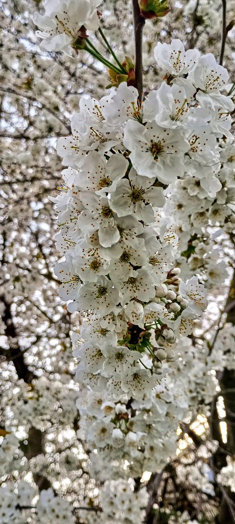 Went and gloried under the cherry tree down the lane just now. It is impossibly pretty . It even sets fruit #spring #GardenersWorld #sakura 🌸