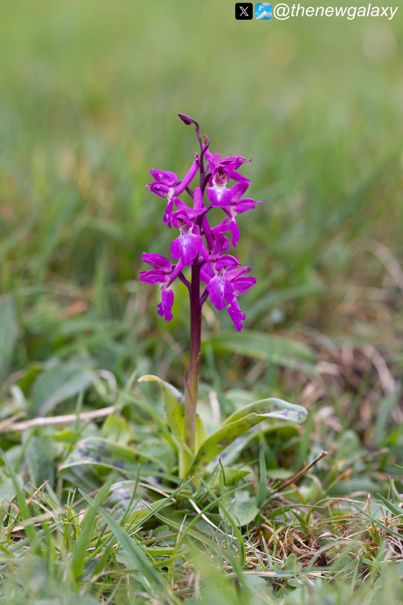 12/4/24 Lancs - It's hard being back in the UK, especially after going down with a rotten cold since returning! The sight of multiple spikes of the #orchids Anacamptis morio (Green Winged) and Orchis mascula (Early Purple) definitely cheered me up though! #wildflowerhour