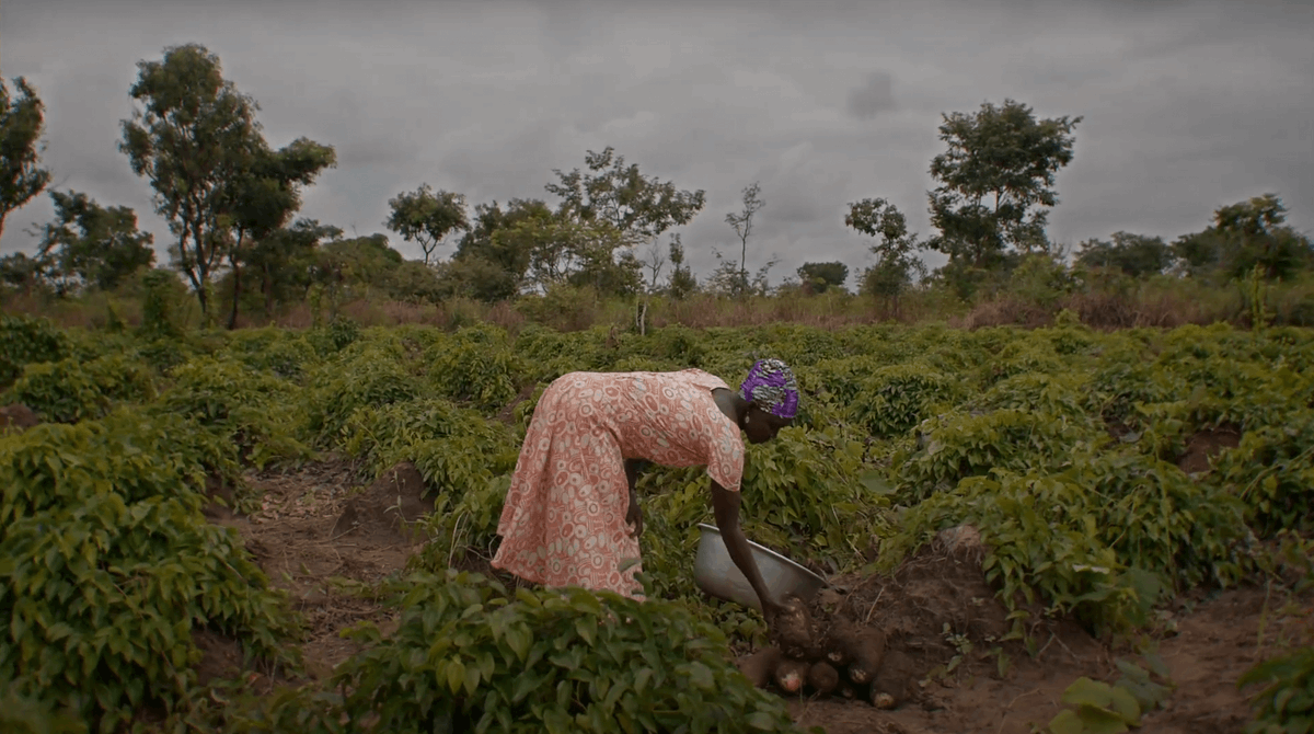 The newest series from our partner @CGIAR and @BBCStoryWorks highlights innovations that are transforming the climate and improving the lives of farmers across the world. 📺🌱  Don’t miss #TheClimateAndUs out now 🌍:  bit.ly/49Bosyo