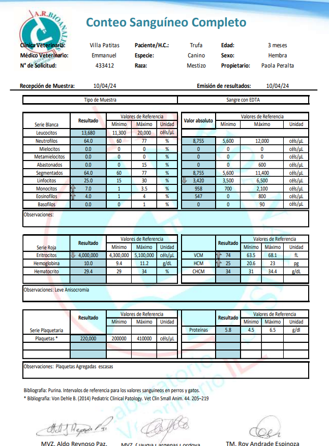 peravi's tweet photo. ACTUALIZACIÓN TRUFA 
EXAMENES Y GASTOS SE PAGO EN EFECTIVO. ADJUNTO BOLETA.
Todo dentro de lo normal, mañana le toca su vacuna y su sesión de fotos para promover su adopción. Espero tenga suerte la bebe. S/ 40 soles vacuna quíntuple. 
Yape /plin: 9122912750 Mil gracias. https://t.co/FzmcYaWtML