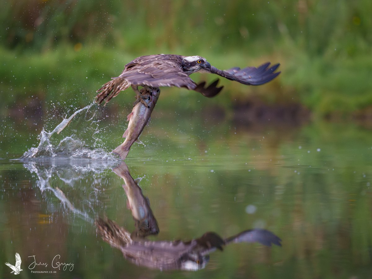 Osprey with a huge fish for breakfast (Aviemore Scotland) #SonyAlpha #BirdsSeenIn2023 #thebritishwildlife #TwitterNatureCommunity @Natures_Voice