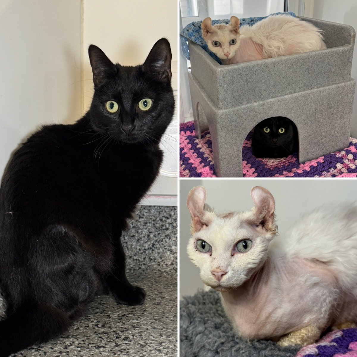 Minky (3) 🖤 & Ziggi (6) 🤍 Our unique bonded duo are looking for an adult only home, together. Minky has 3 legs and a little shy, whilst Ziggi is straight on your lap. Please follow the link to find out more bitly.ws/FTAM #CatsOnX #CatsOnTwitter #CatsProtection