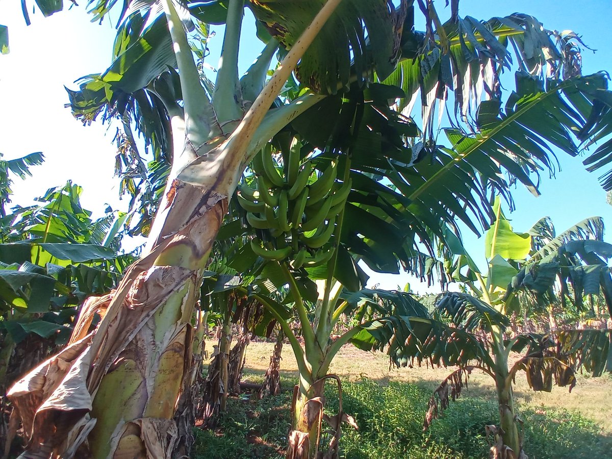 Se visitan productores evaluando la siembra y comercialización de productos para la alimentación del pueblo. #1roDeEneroDeVictorias #CubaVencerá #LatirAvileño @Agramontinof @MinagCuba @AsambleaCuba @DisleyAcosta1 @DrRobertoMOjeda @PartidoPCC @anap_cuba