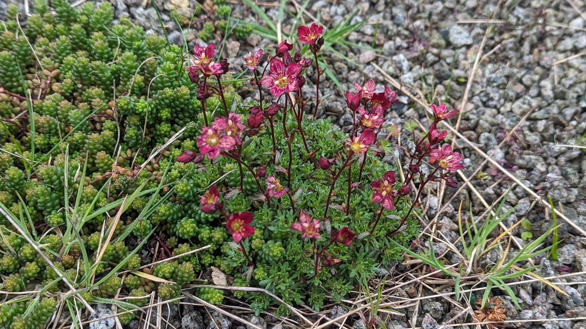 At risk of sounding morbid, grave tops are a fantastic place to look for urban succulents! Here's what I think is Garden Mossy Saxifrage (Saxifraga x arendsii) growing alongside White Stonecrop (Sedum album) today in Benton 👀#urbanflora #botany