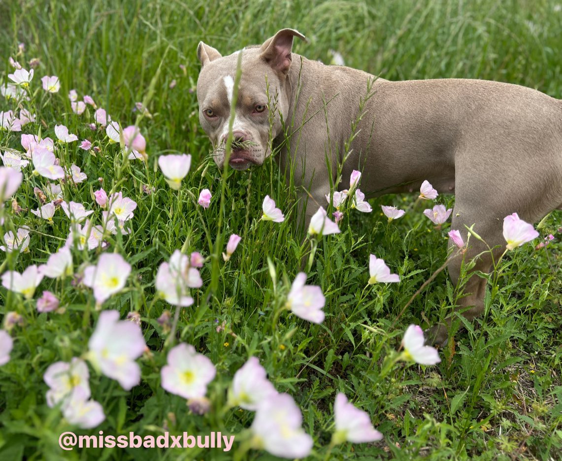 I had to show yall Bc ….🥹 My Babygirl Missy is just so pretty  🌸 💖 🌺 💖  
📸 instagram.com/missbadxbully?… 

#americanbully #pocketbully #dogmom #photoshoot #puppylove #flowers #pink