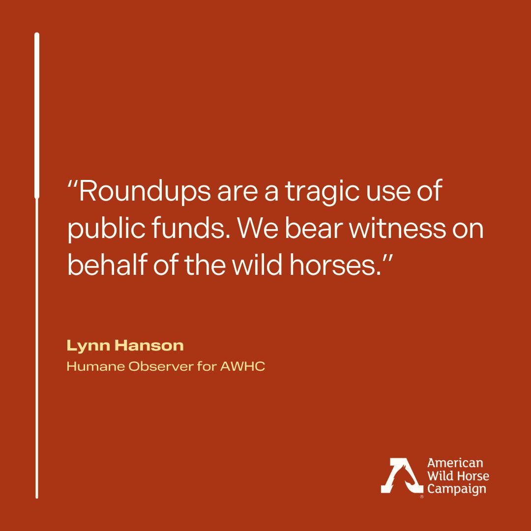 To our humane observers, we present our first-ever Annie award. We celebrate their dedication to exposing the reality of roundups and holding the BLM and their contractors accountable. Thank you to all of our observers who make wild horse and burro conservation possible! #award