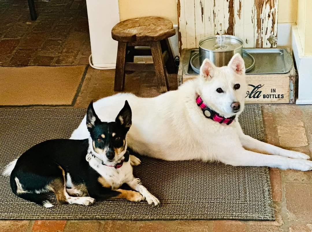 Sharing from Susan Campbell 'What is going on here? My lovely girls are just hanging out with their momma in the kitchen as usual. Nothing better than turning around and seeing them. 🤍Terra 🖤Hazel' ➡️facebook.com/share/p/f3PMoW… #SaveKoreanDogs our #SuccessStories