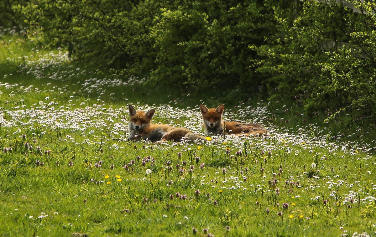 Mr and Mrs relaxing in a field of daisy's in today's afternoon sun. @EssexWildlife @Natures_Voice @RSPBEngland @Steveredwolf @ChrisGPackham #FoxOfTheDay @HollyJGreen @BBCSpringwatch