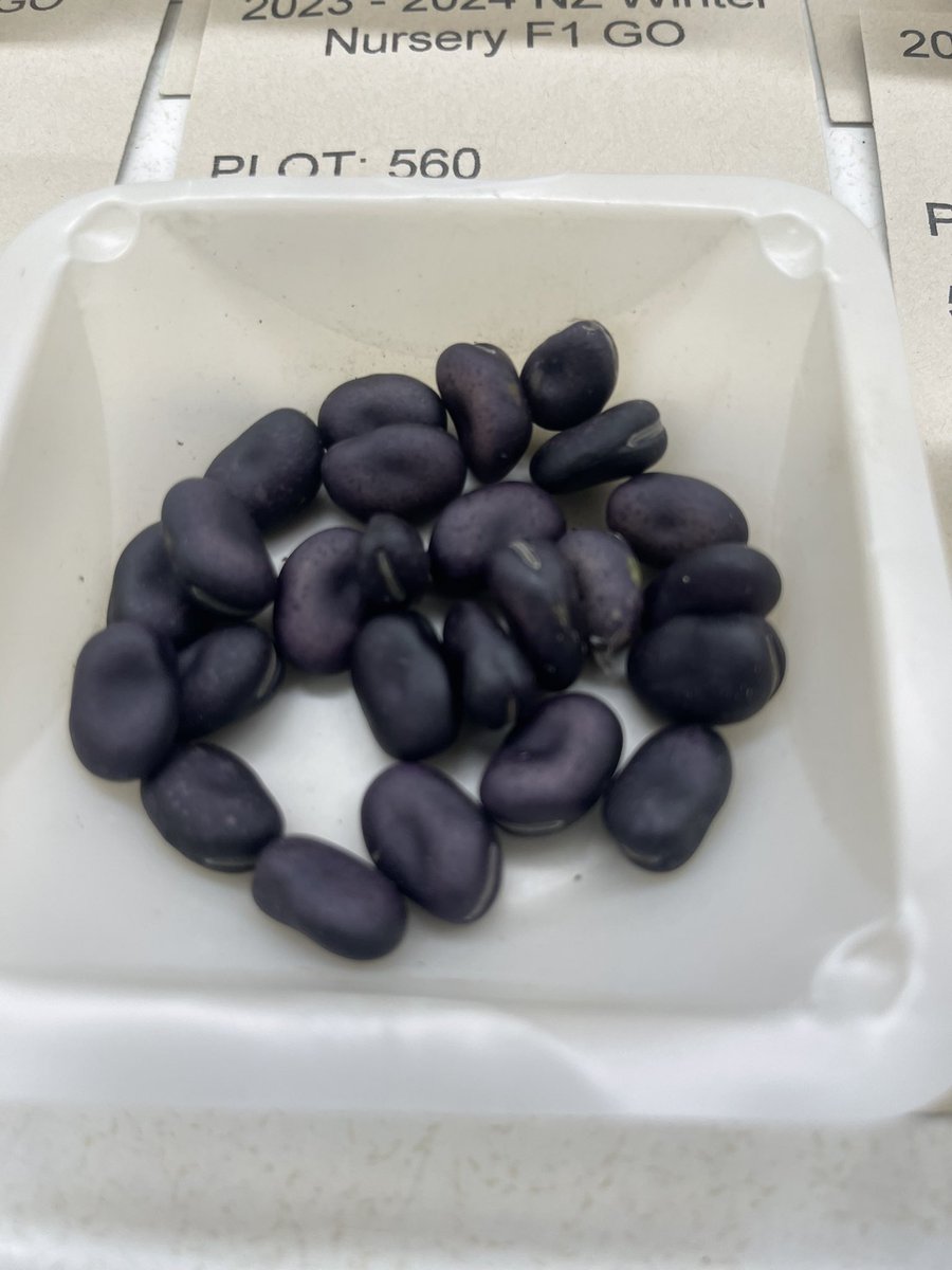 anagvargasp's tweet photo. Friday vibes! Looking at some purple gorgeous faba beans https://t.co/EQ2YTSJDwG