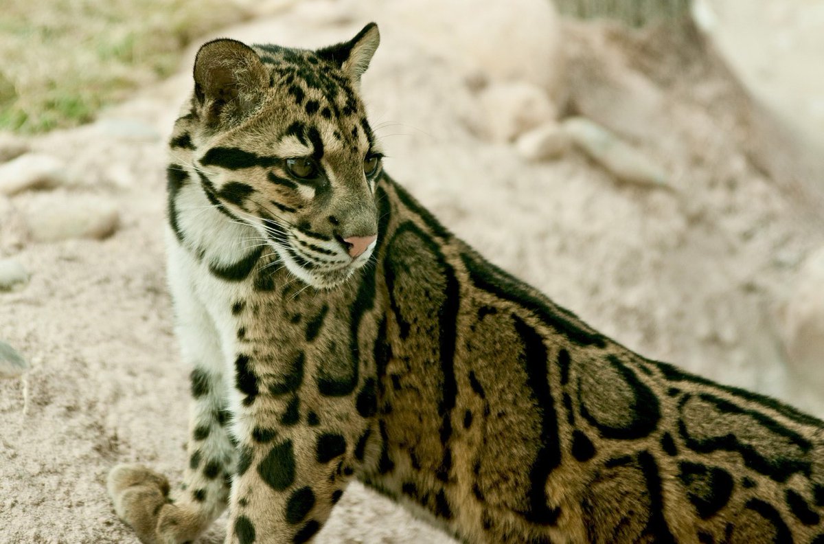 Denver Zoo's 13-year-old clouded leopard euthanized after health decline trib.al/voTsf2U