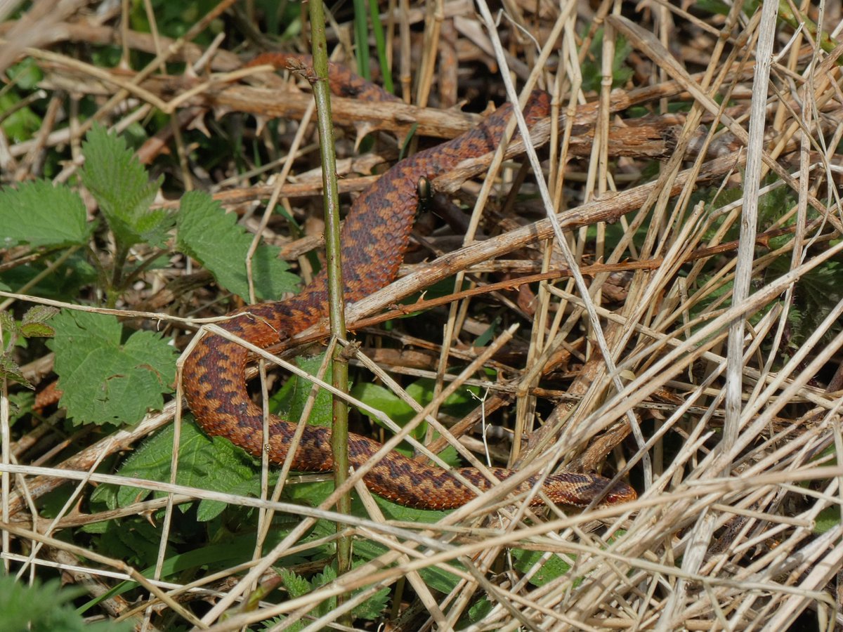 Brilliant to see a small adder loving the sunshine in the same spot today! ☀️🐍 @DorsetWildlife