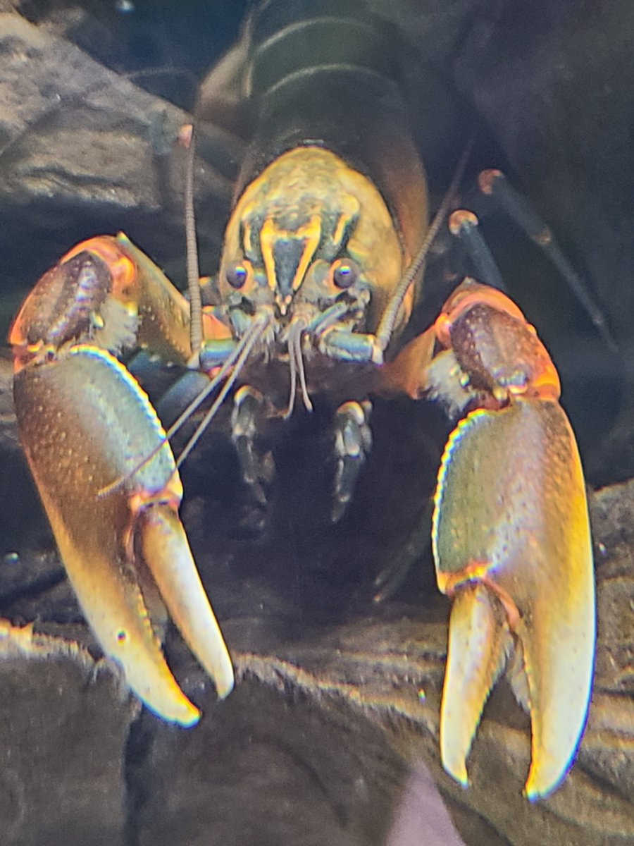 Just #chillin this #weekend @beitalsNY! How about you? 
#weekendvibes #fridayvibes #livingart #bergencounty #bergen #rockland #newyork #newjersey
#aquarium #tropicalfish #fish #fishtank #westchester #bergen #interiordesign #pets #saltwater #coral #beauty #custombuilt #newhome