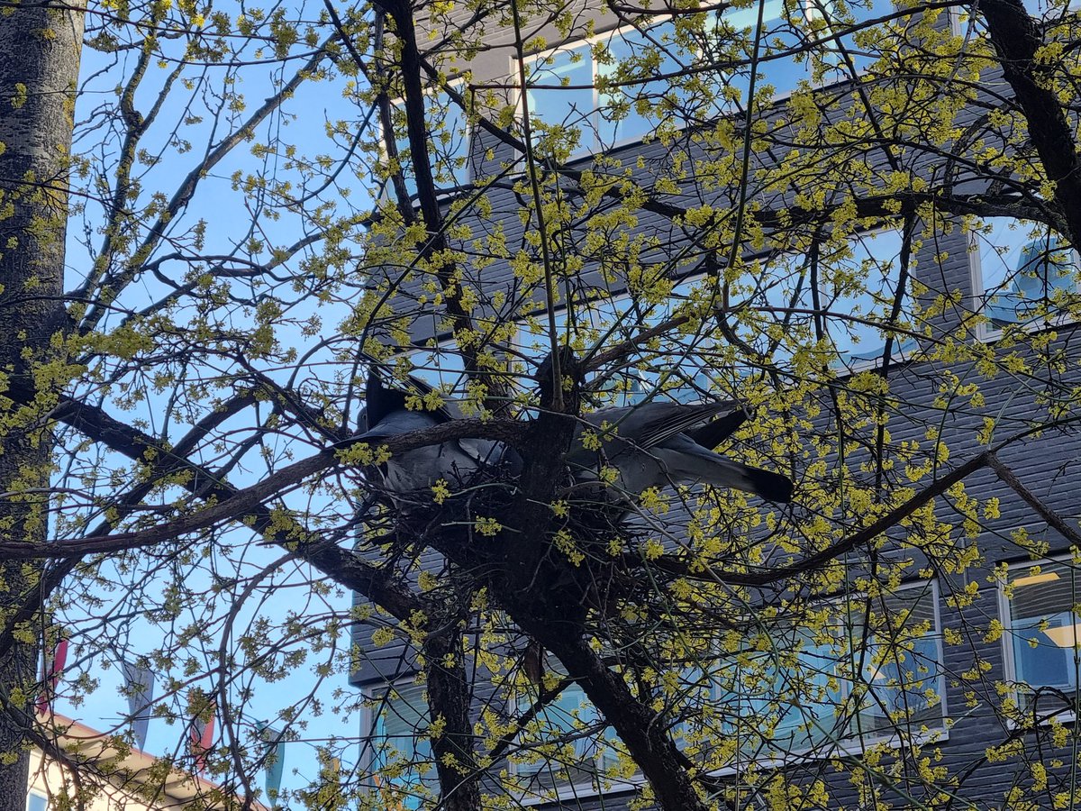 I saw this on my way to work. Two doves making a nest. Not very good pictures, though... @rjohnvoss7 @mikesarzo @beccaarch @TravisTSC13 @TygrHawk @reddave74 @SteveASquirrell @PaulWal31268048 @KarlchenGerman @chris_b_lieber