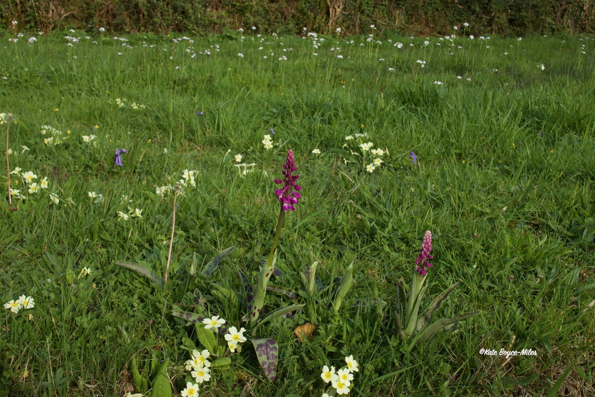 Early Purple Orchids, primroses, bluebells, dandelion and Lady's Smock in flower on a damp grassy area next to the roadside. Dartmoor National Park. 12.04.2024. @Britainsorchids @ukorchids