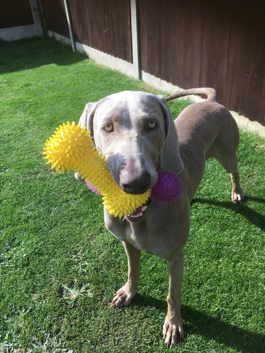 I didn’t realise it was national Weimaraner day so I thought I’d post these 2 my beautiful gentle soul Cassie she’s been over the 🌈4yrs now🥲and my beautiful Hollie who keeps me on my toes she’s a feisty little madam at times but I love her 🥰🐾