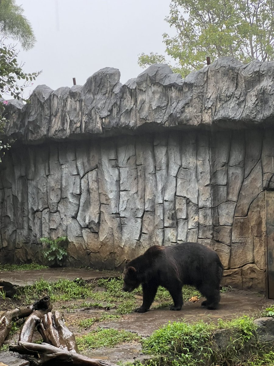 Ciuzen 🐻 tweet media