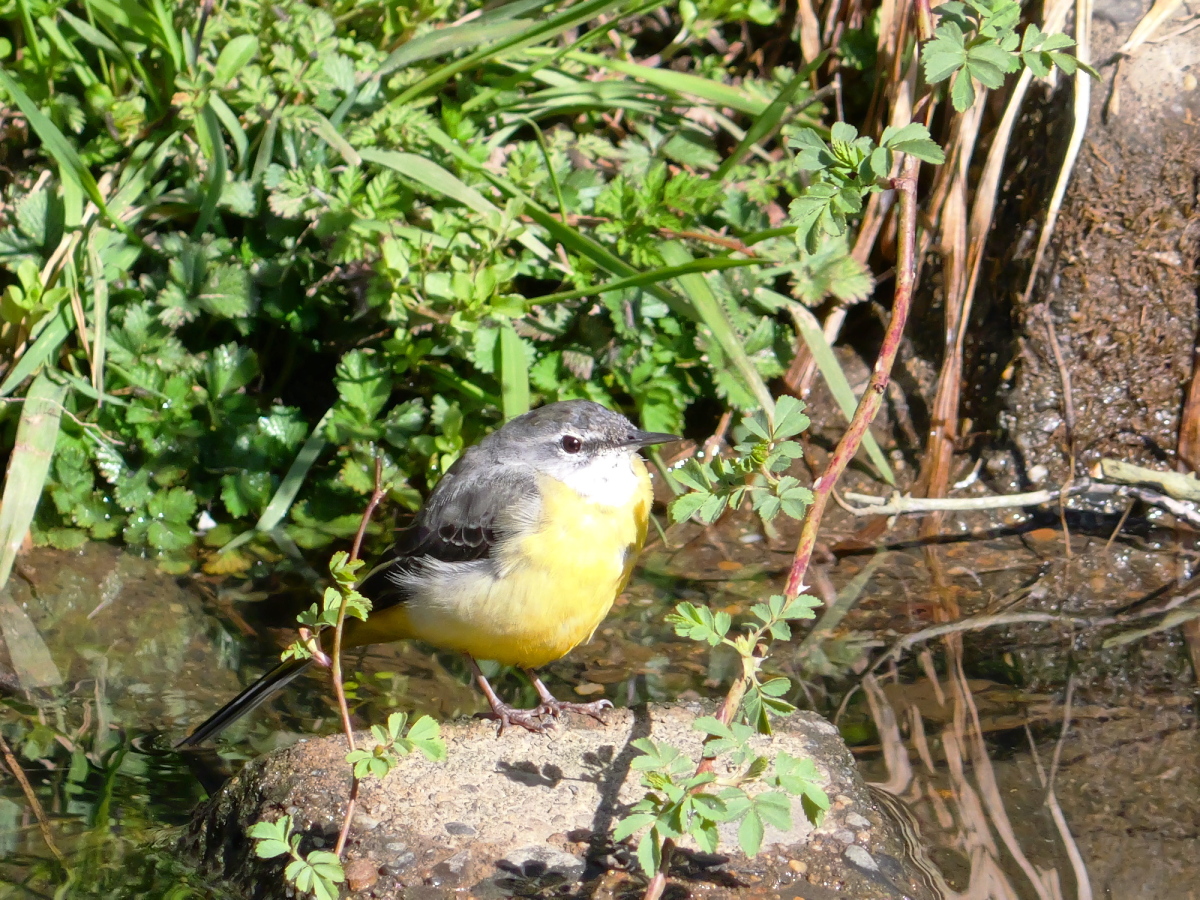 黄鶺鴒
#キセキレイ #GreyWagtail 
#wildbird #birdwatching #birdphotography #birdtwitter 
#野鳥 #野鳥写真 #栃木県野木町