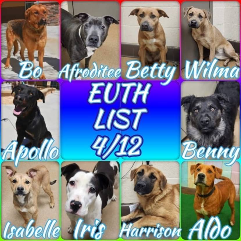 Apple Valley CA Shelter URGENT needs rescue ASAP. Euth call 4/12 for space. Please network! 

#dogs #adopt #AdoptDontShop #Applevalley #California