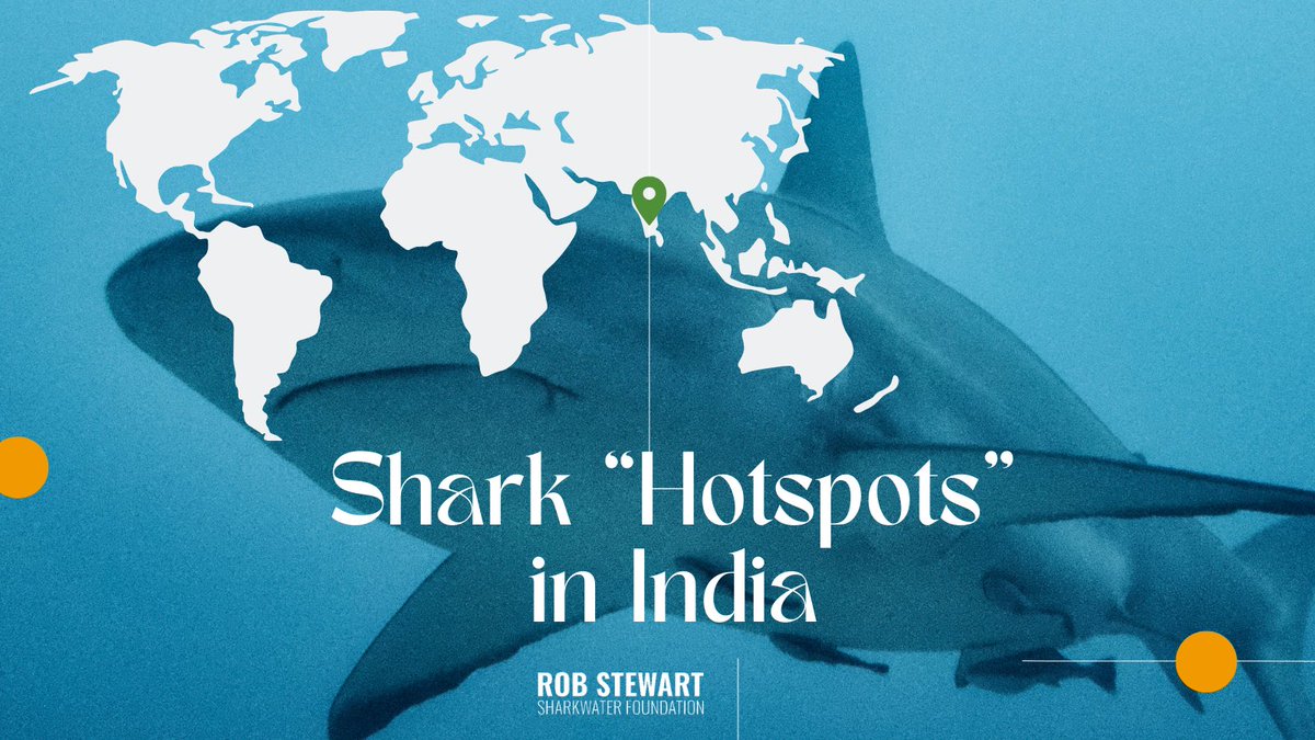 India to create protective “Hotspots” where sharks are protected from fishing. The plan includes teaching fishers to protect sharks without losing their livelihoods. It will also help the government make informed conservation decisions. #robstewart #sharkwater