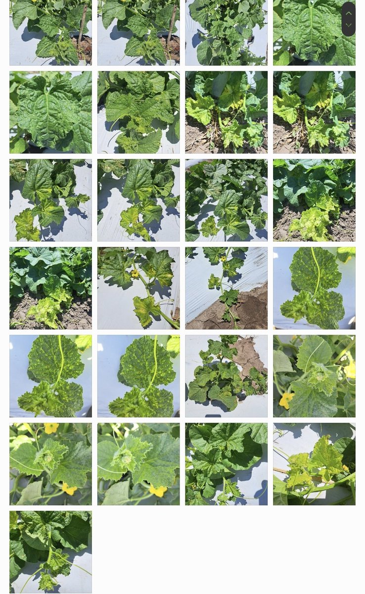 How my gallery is looking under a hot afternoon field visit #cucurbit #cucurbitviruses #plantviraldisease