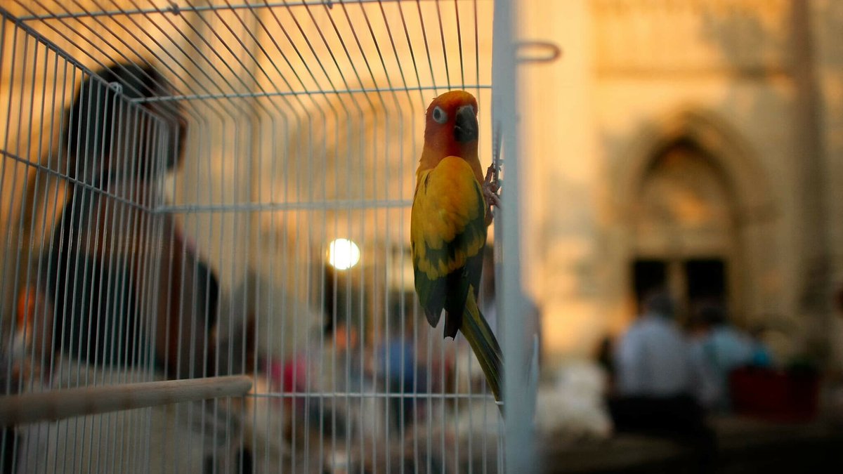 Toulouse: des oiseaux 'menacés' ou 'protégés' découverts en marge d'une opération 'place nette' l.bfmtv.com/eJkc