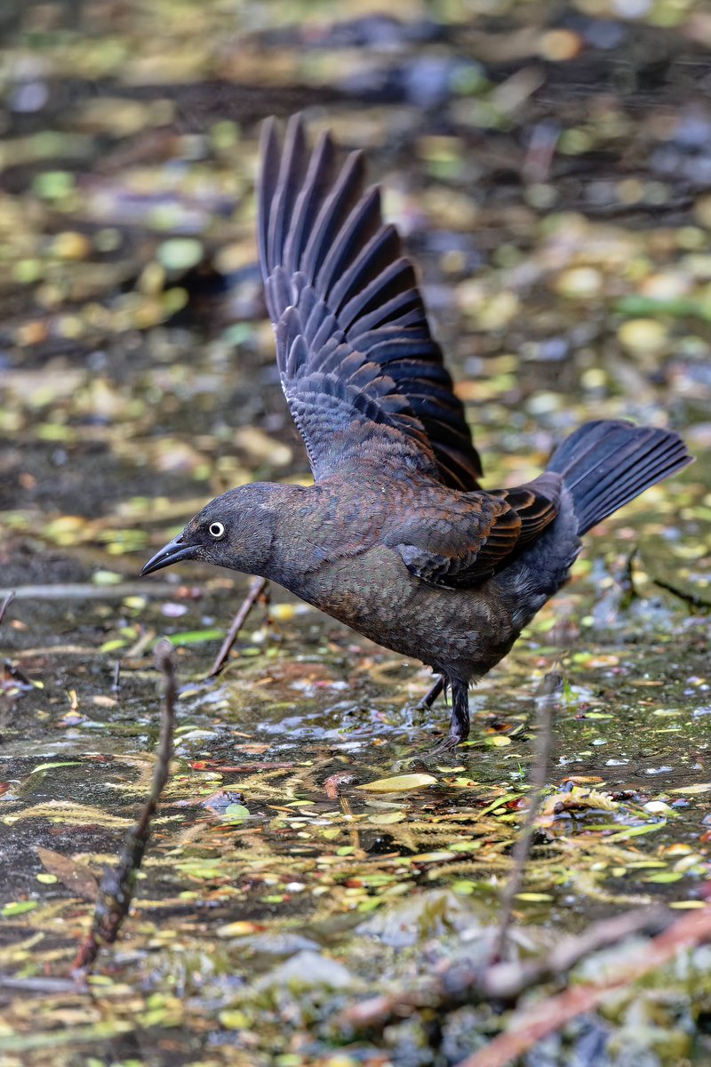 Rusty blackbird at the pool today (12April24) in Central Park. #birdcpp #birdnerd #nikonphotography