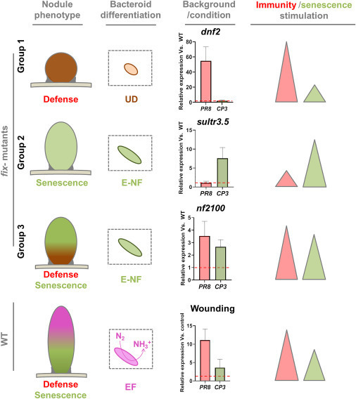 Defense and senescence interplay in legume nodules - ScienceDirect sco.lt/5uSubQ