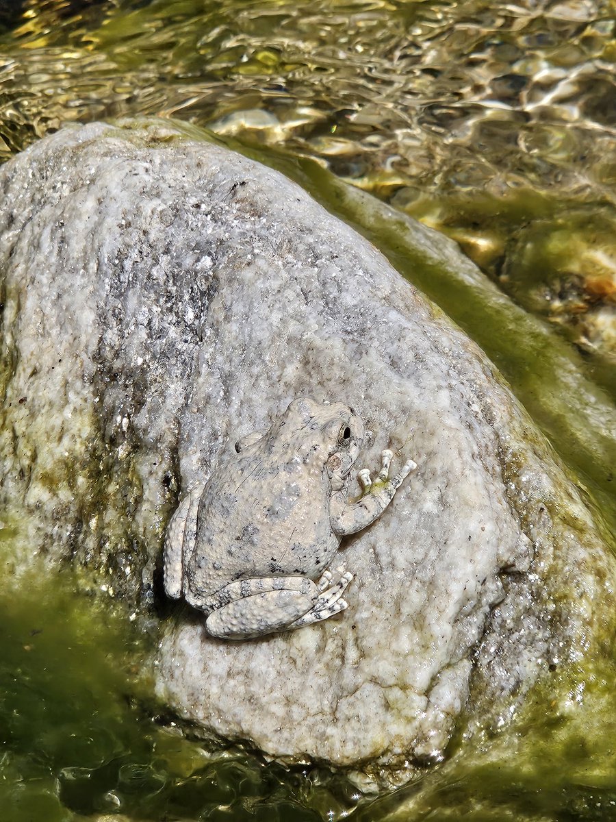 Canyon Treefrog showing off its camo