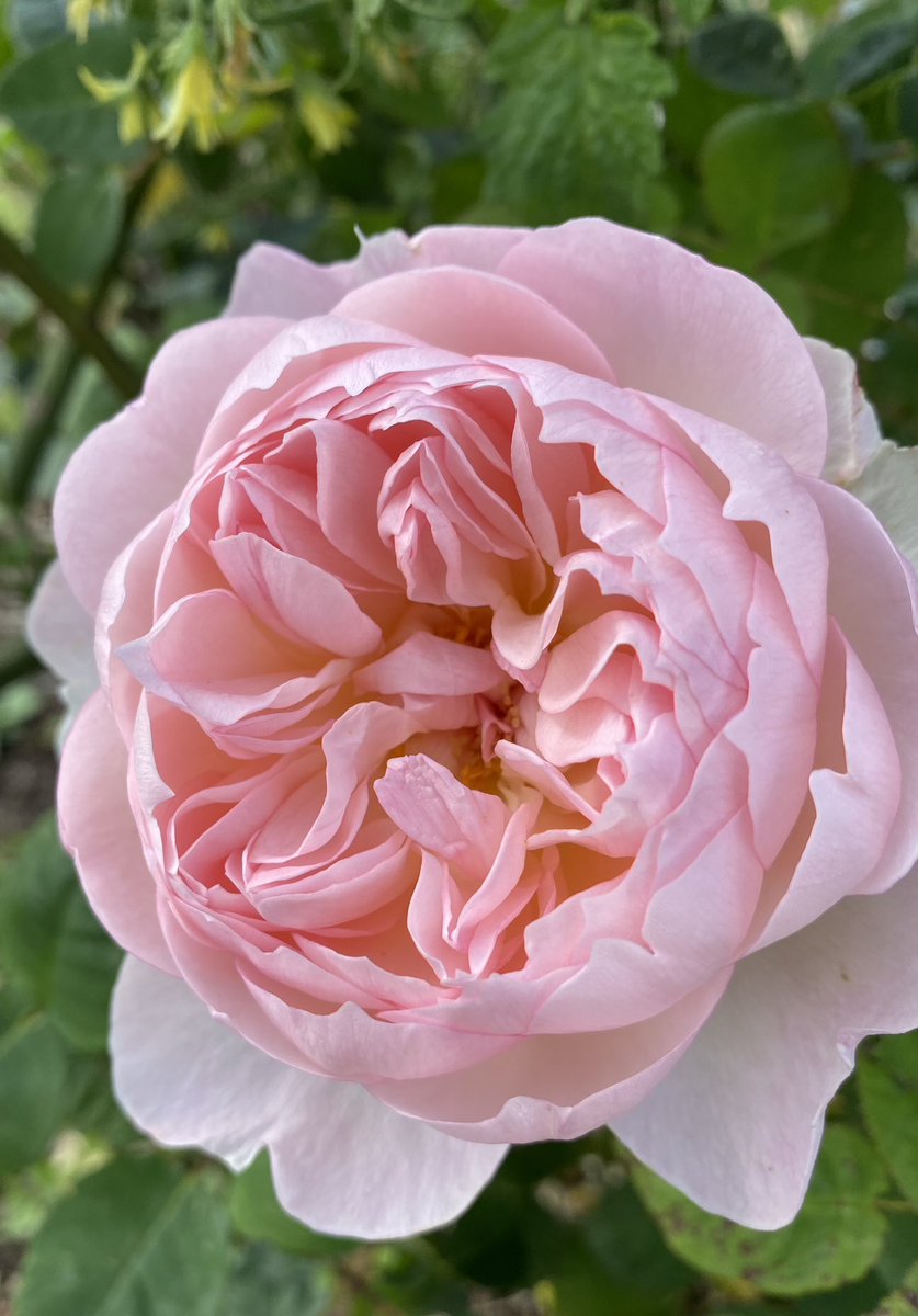 Wonderful tip about planting in a cardboard box when replacing a rose lost to disease. Something I will be trying when replacing this rose which was sadly dug out over winter. #GardenersWorld #GardeningX #Roses #RoseADay