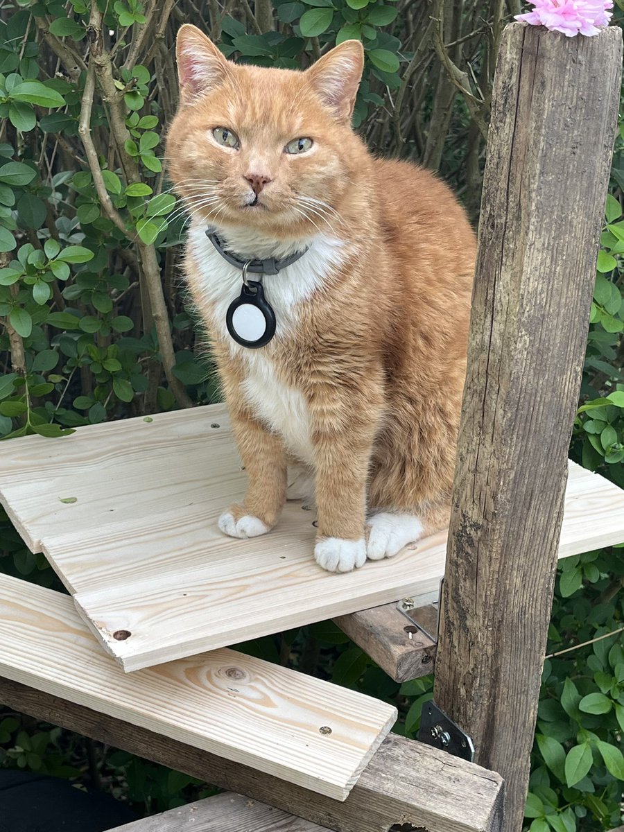 Spent the day making a cat tree for the orange fat creature