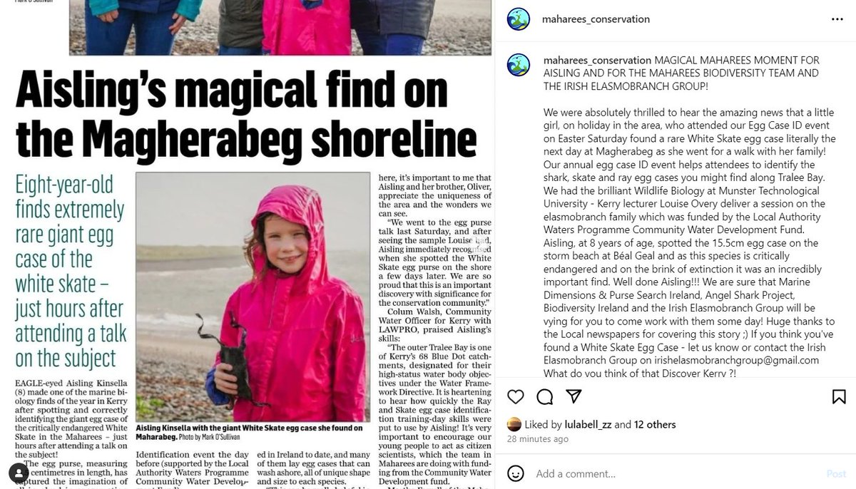 I hope she will become a future marine biologist and white skate #rostranojaalba advocate 📷. Well done to the @mahareesmatters  for organising this event and Louise Overy @IrishElasmos  for sharing her knowledge with local communities.#TraleeBay #SDG14