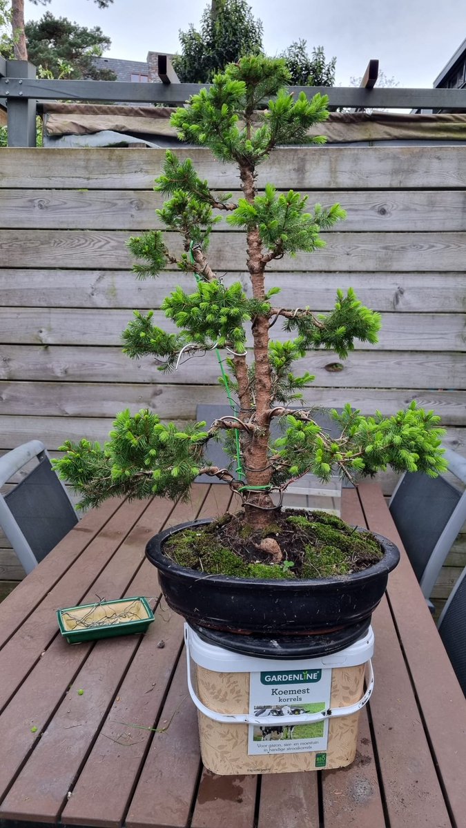 Time for some decandling #bonsai Picea glauca var. albertiana ‘Conica’...patience training....