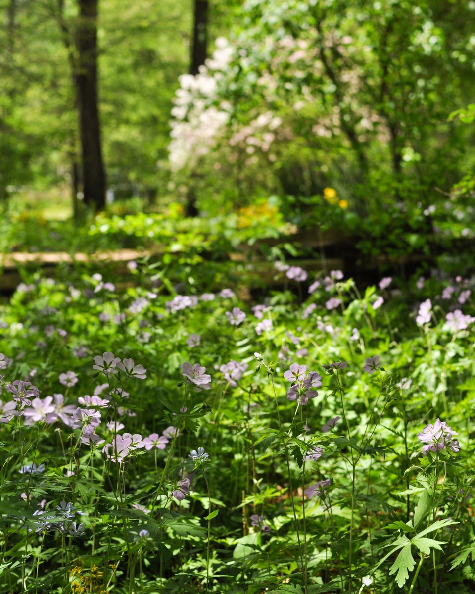 In bloom this week at our main garden: eastern paintbrush, foamflower, spreading Jacob's-ladder, Florida flame azalea, wild geranium, and lots more. 

Come explore! ncbg.unc.edu/visit/visitor-… #nativeplants