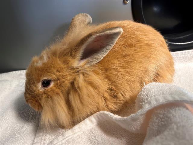 🚨‼️Northern Virginia From Loudoun County Animal Services. 🐇🐇🐇🐇🐇🐇🐇🐇 Adopters Needed as 40-Plus Rabbits Arrive at Loudoun County Animal Services On Friday, April 5, 2024, LCAS received 43 rabbits, ranging from two days to two years old, from a Loudoun resident. The…