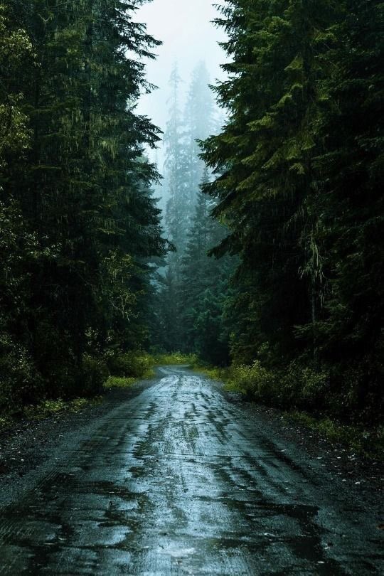 gloomy forest.