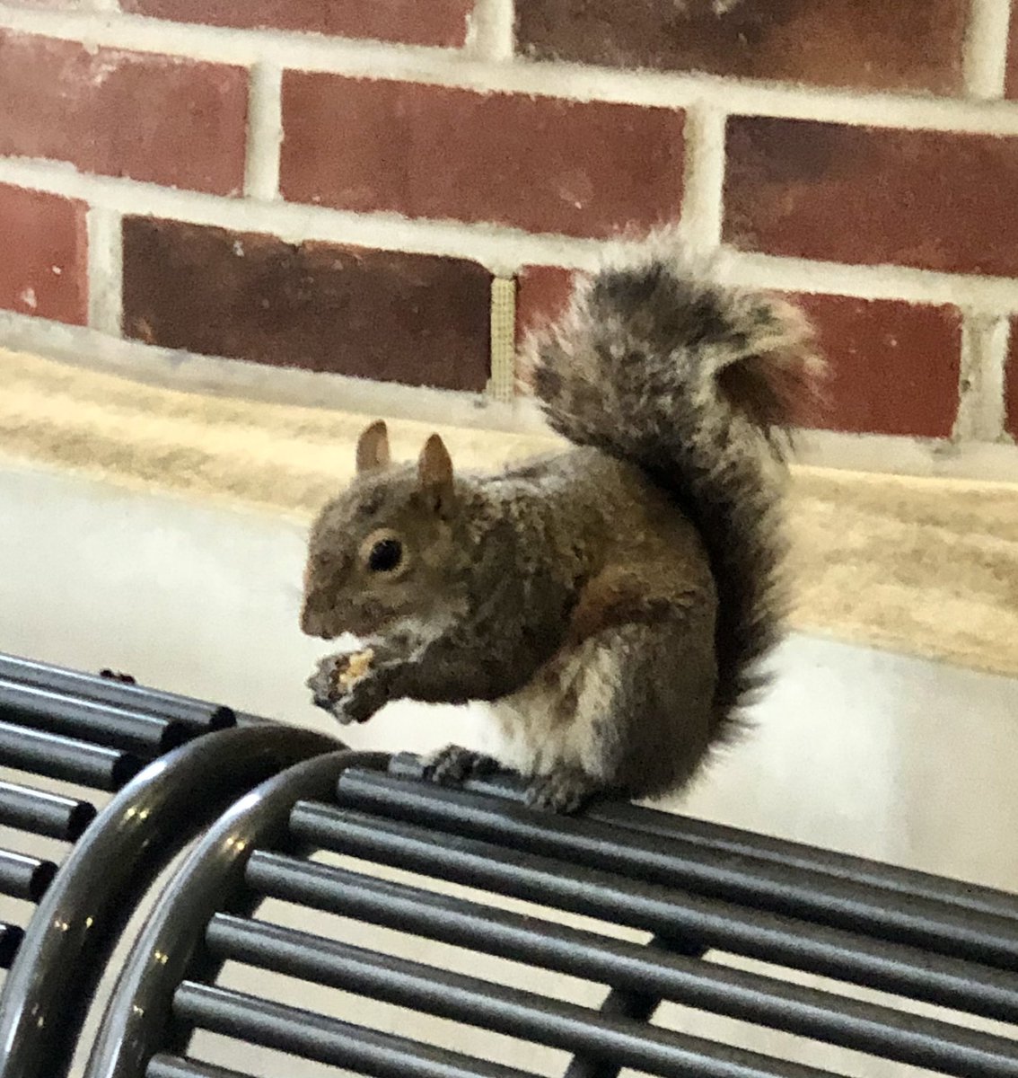 Love 💕 seeing the @VUMC_Cancer #squirrels 🐿️ getting their daily snack! Always brightens my day ⭐️🥰 #HappyFriday @VUMCHemOnc @VUMCDiscoveries @VUMC_OAP #spoiled