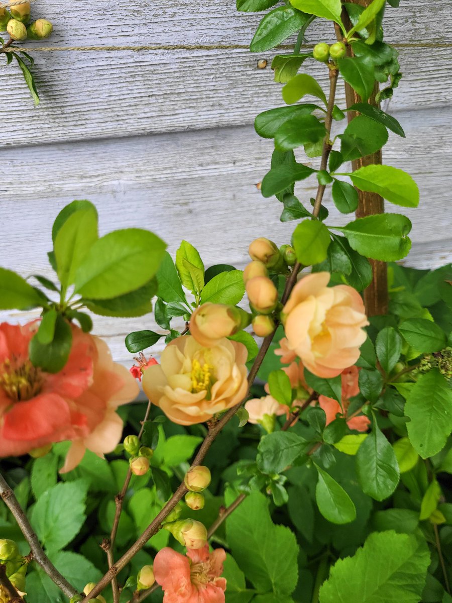 This quince was bought for no other reason than the blossom was lovely. #GardenersWorld