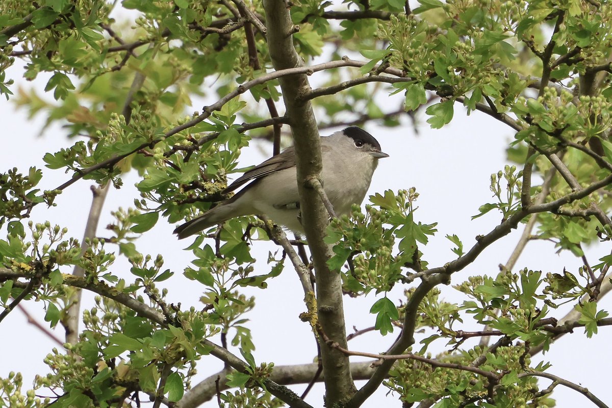 A few from this afternoon along the local canal near walsall