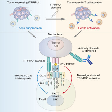 An inhibitory ligand acts directly on CD3e to regulate T cell activation, and disruption of the interaction boosts tumor-specific T cell cytotoxicity to limit tumor growth @CellCellPress cell.com/cell/fulltext/…