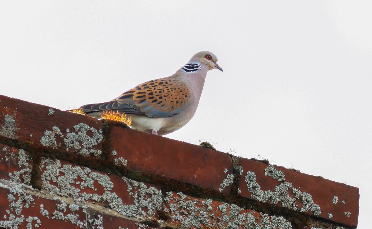 Turtle Dove purring away near Cambridge this morning @CambsBirdClub